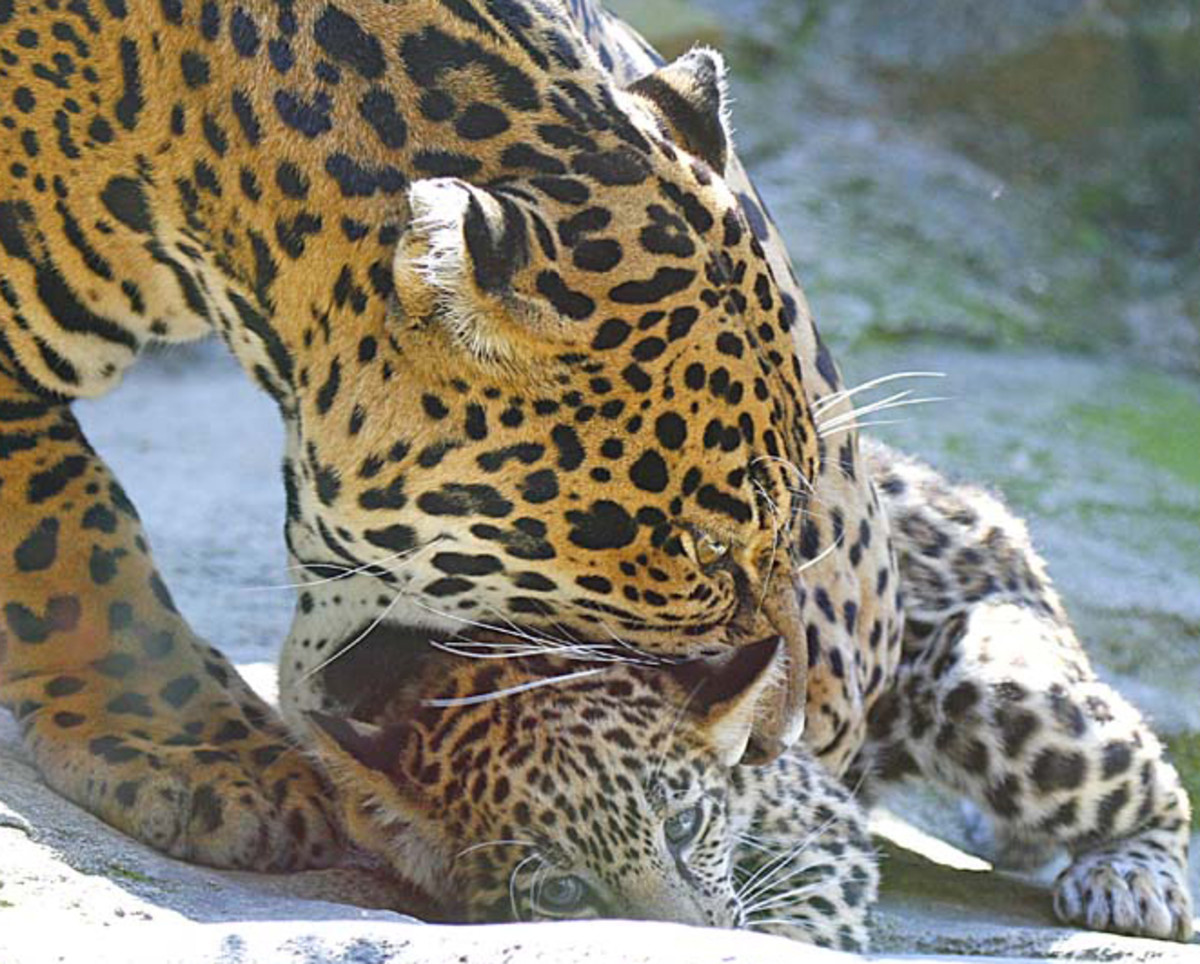 top-10-facts-about-jaguars