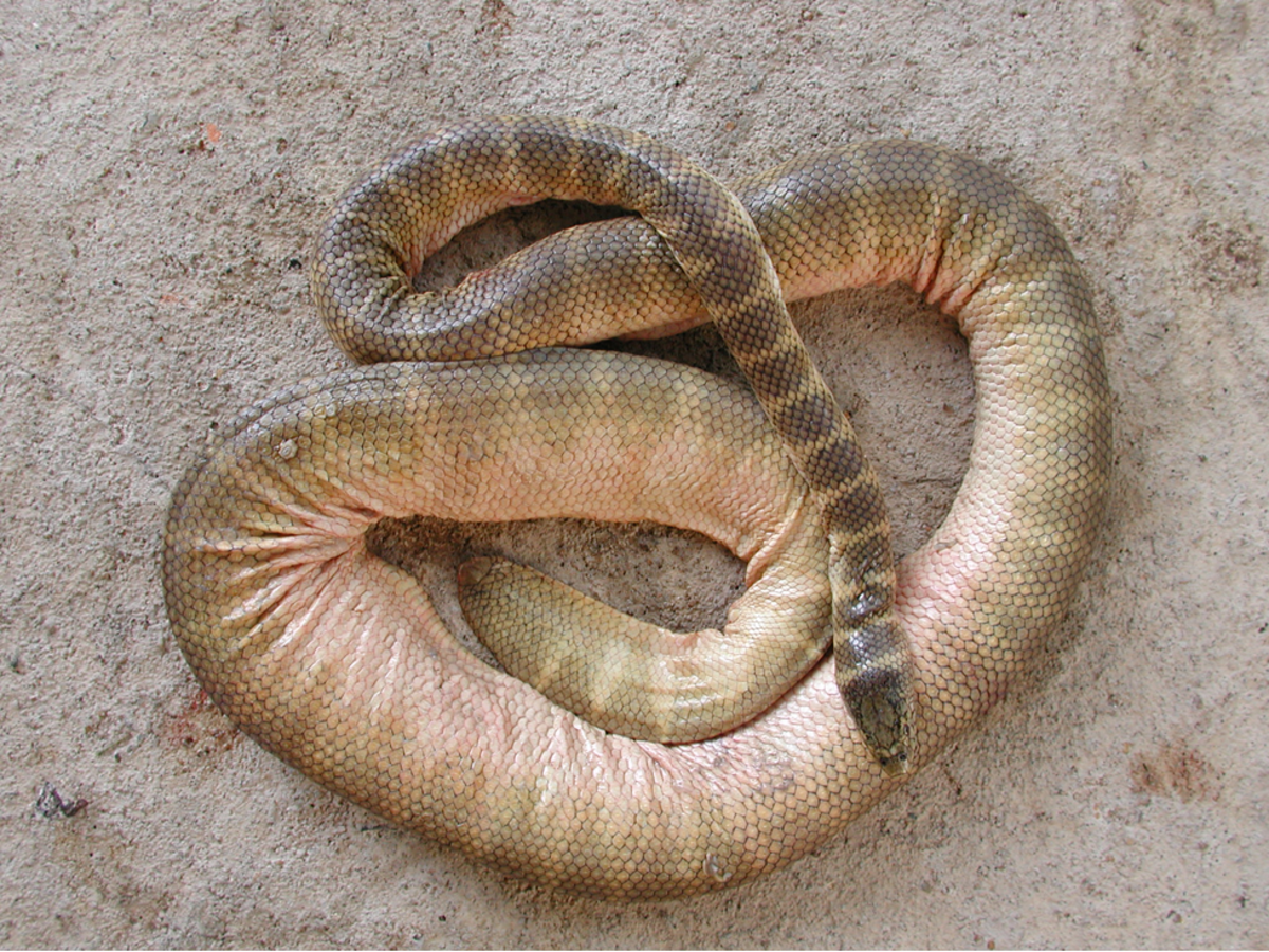 Belcher's Sea Snake Washed Ashore