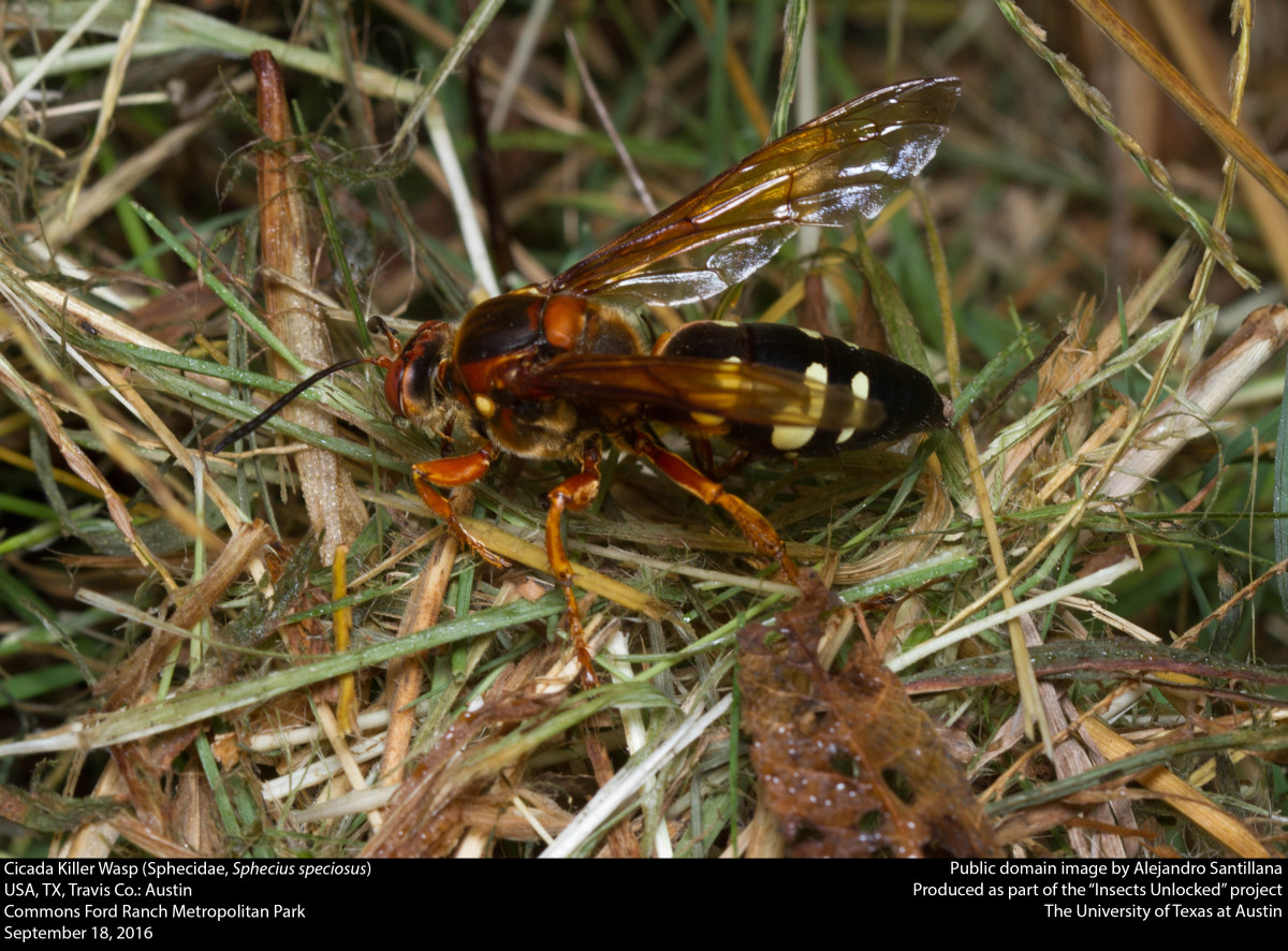 The Cicada Killer Wasp