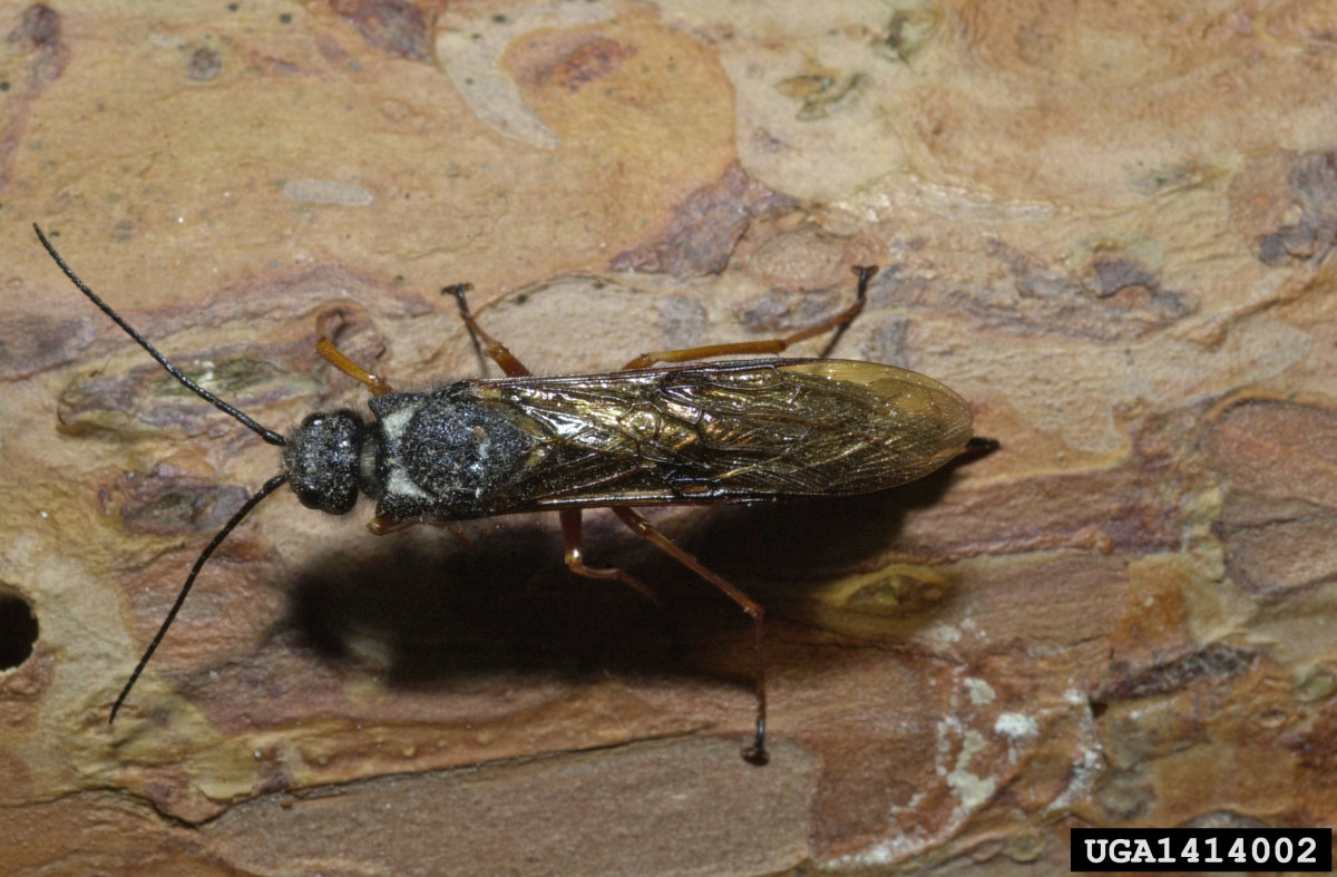 The Top 5 Types of Wasps in Michigan Owlcation