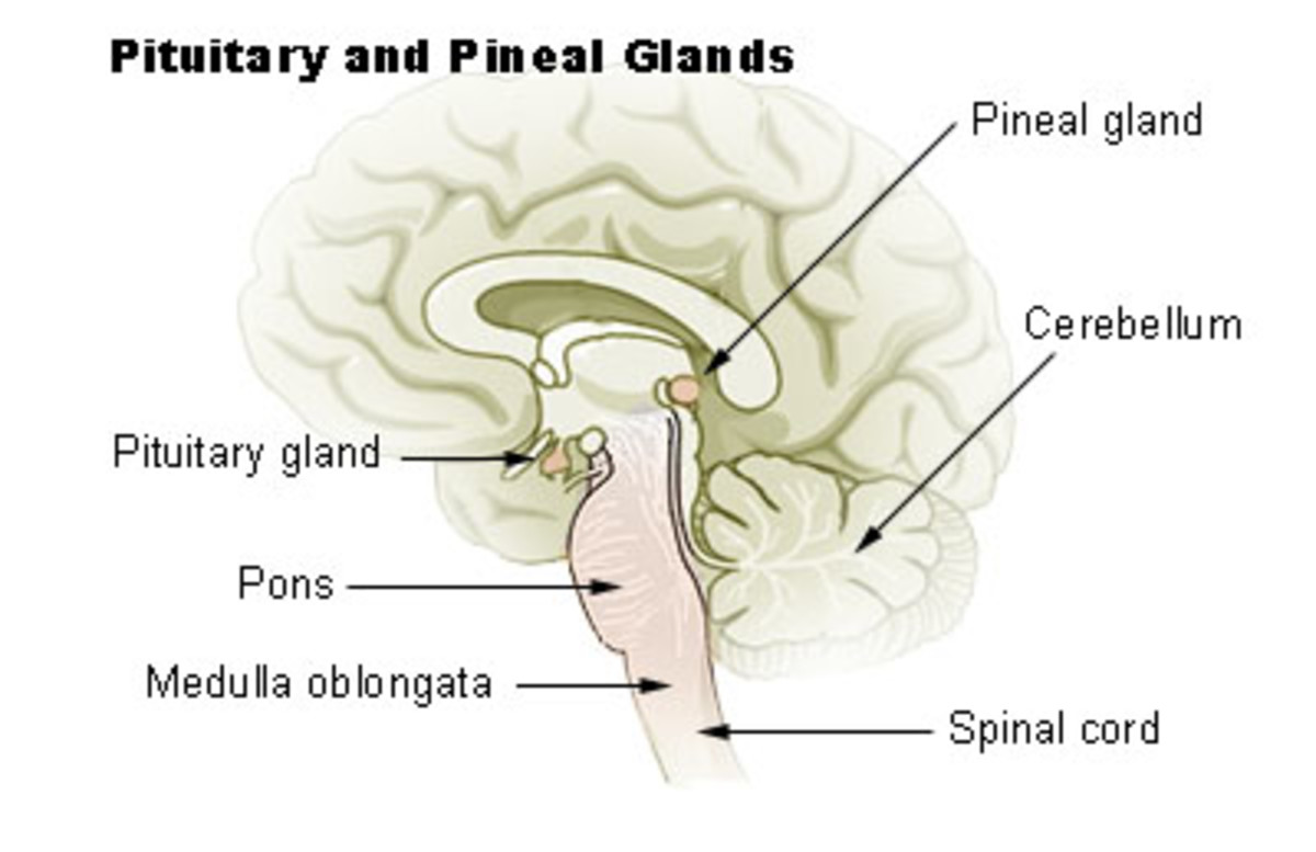 Pituitary and Pineal Glands