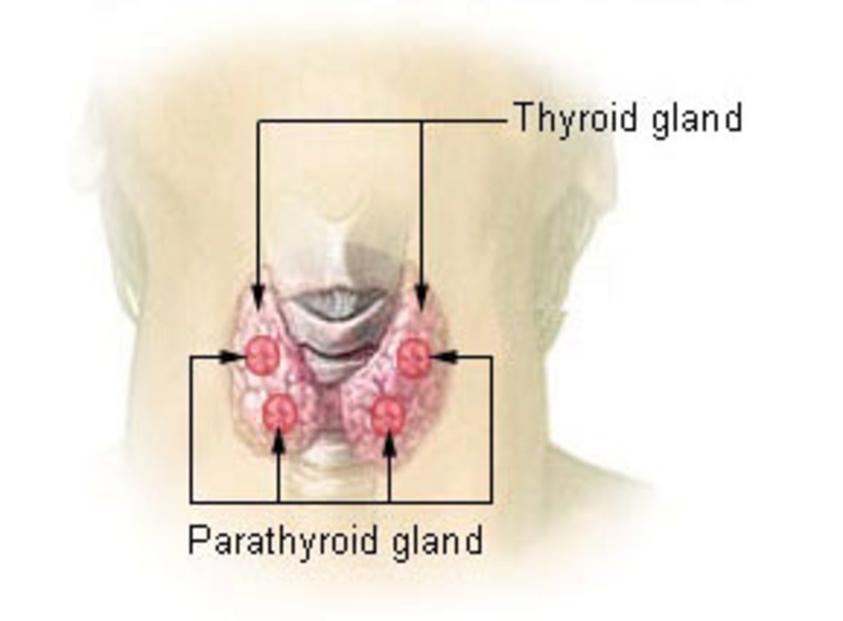 Endocrine Glands and Their Hormones - Owlcation