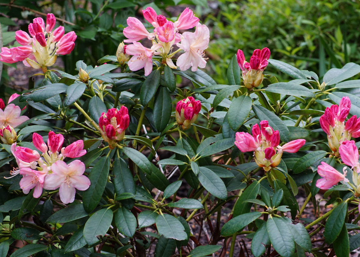 Rhododendron  Branch
