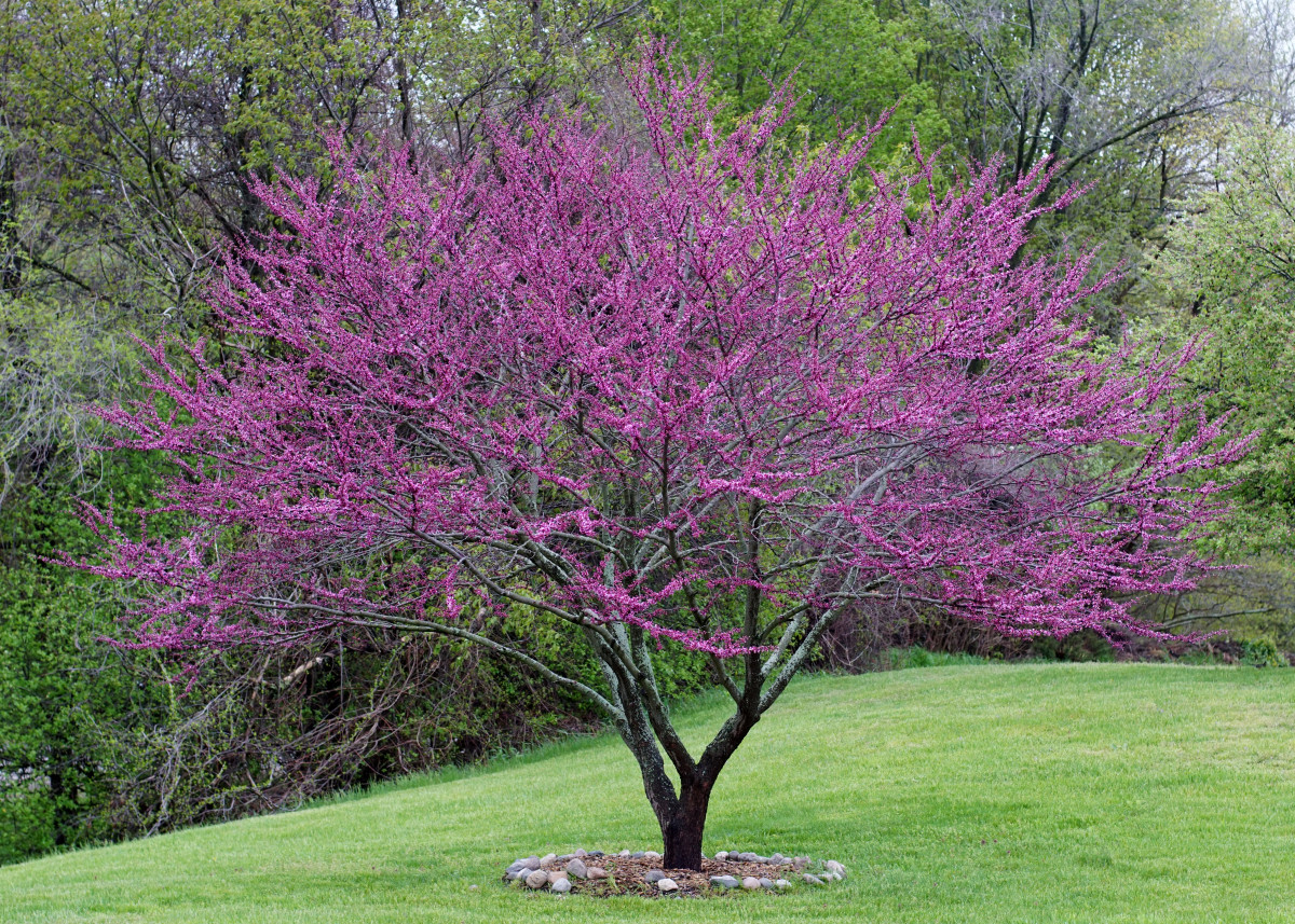 9 Amazing Spring-Flowering Trees - Owlcation