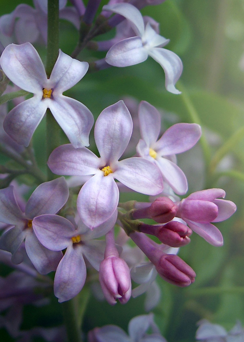 Lilac Shrub Flowers and Buds