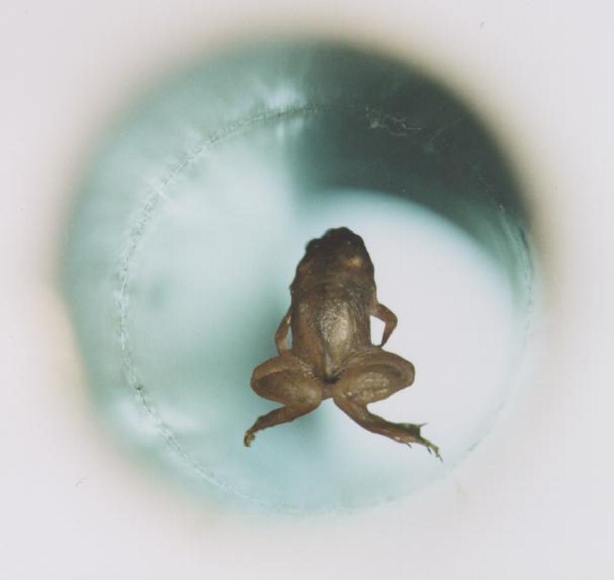 Frog levitating due to saturation in ferro-liquid.