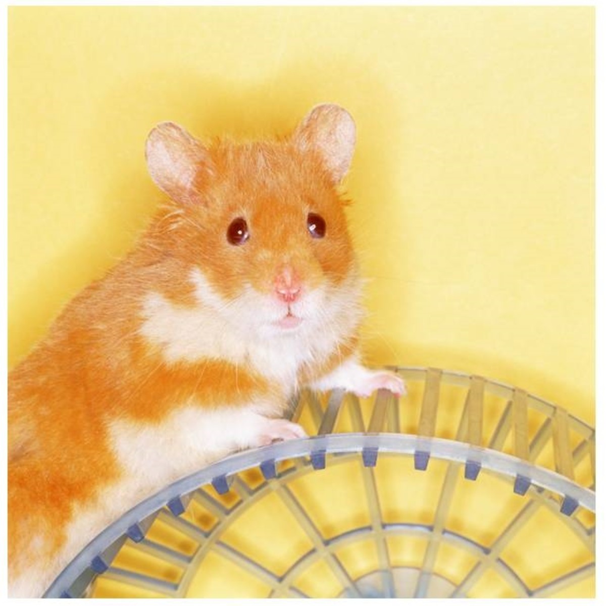 How to Care for a Syrian (Golden) Hamster - HubPages