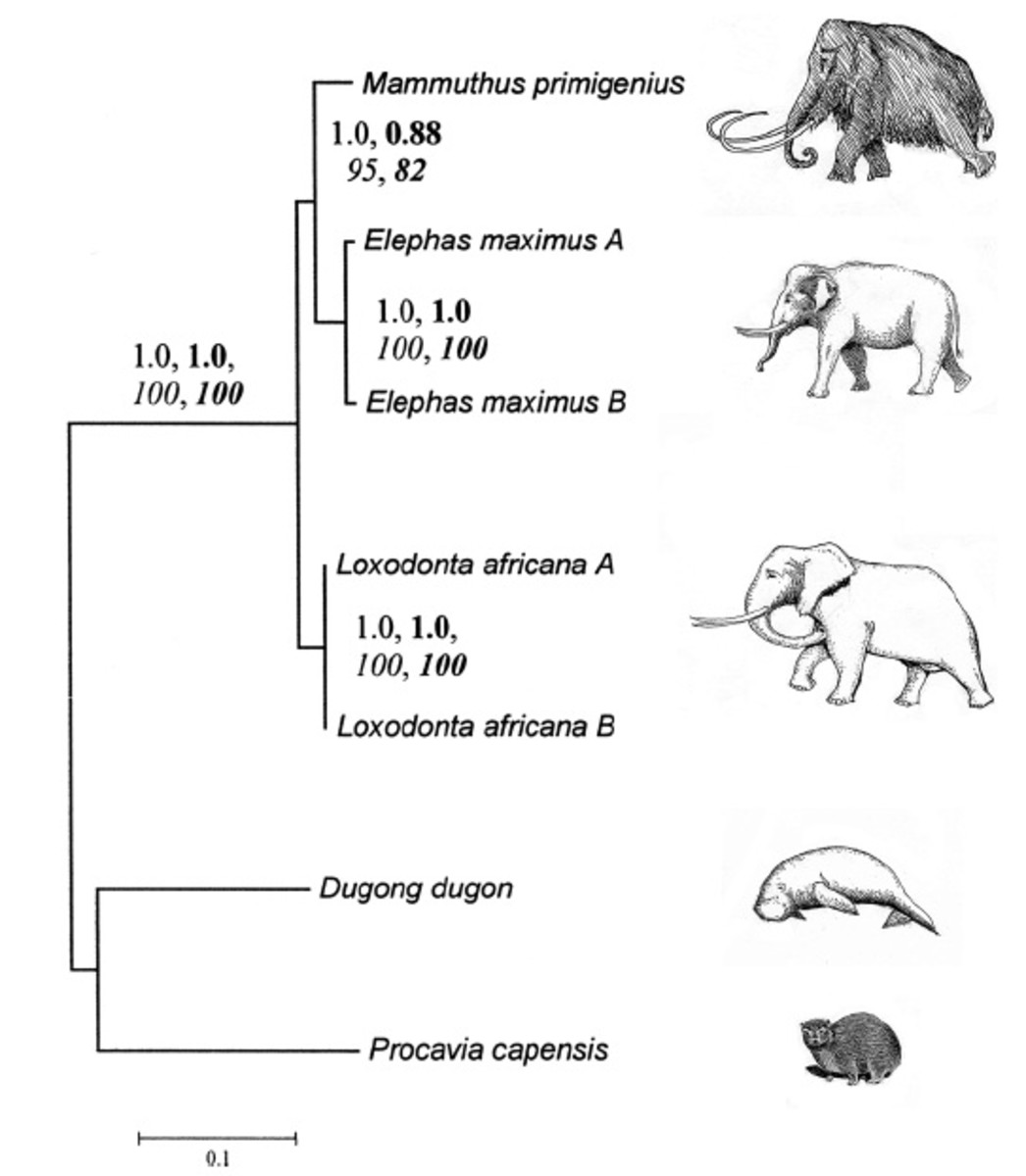 black and white line drawing of a Diagram of the Relationship Between the Dugong and the Elephant