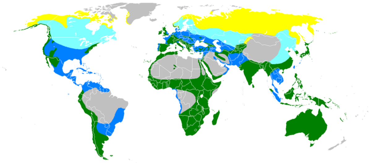 A map showing the distribution of the peregrine falcon. Yellow= summer visitor, Green= resident, Light Blue= passage visitor, Dark Blue= winter visitor.