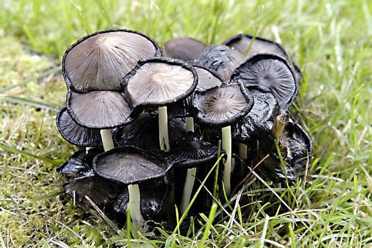 These common inky cap mushrooms are undergoing autodigestion.