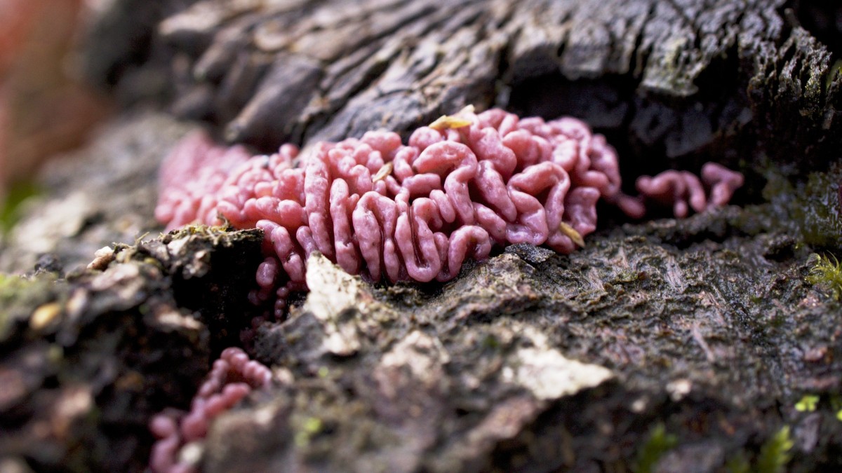This fungus looks intestinal in nature.  It has a jelly-like consistency and has mild antibiotic properties, protecting trees against the bacteria that causes heart rot.