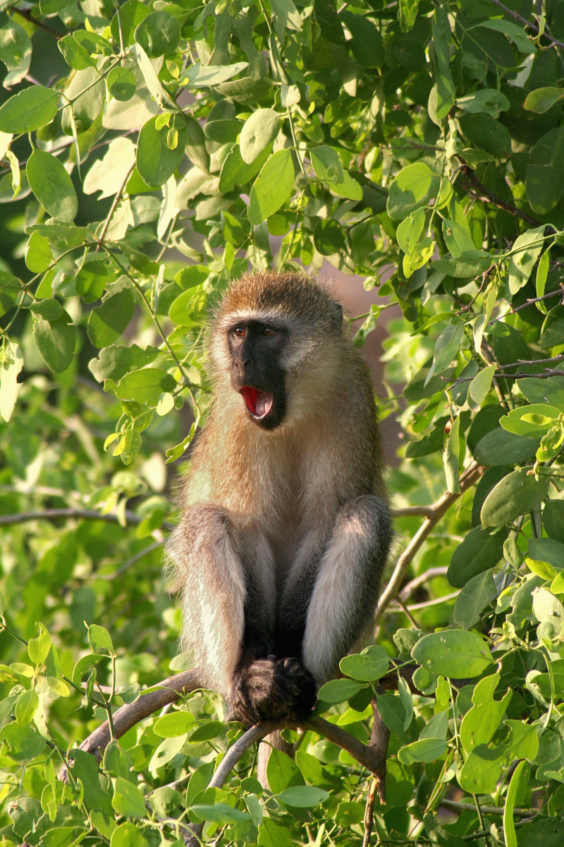A vervet monkey sounds an alarm.