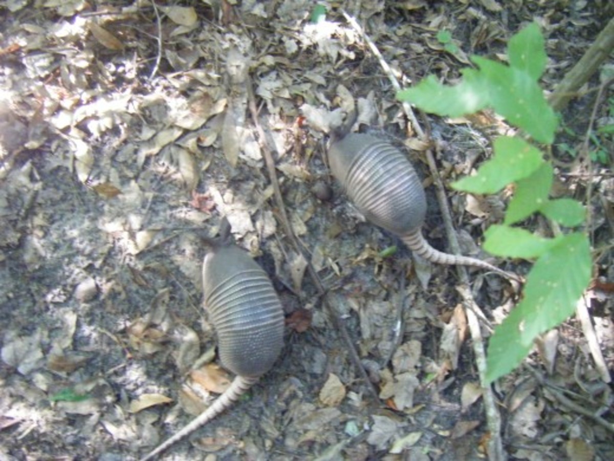 A pair of young nine-banded armadillos rooting around for food.  Although these medium-sized mammals are mainly nocturnal, it is possible to see the during the daytime on occasion.  Photo taken near Lake Alice, University of Florida, Gainesville.