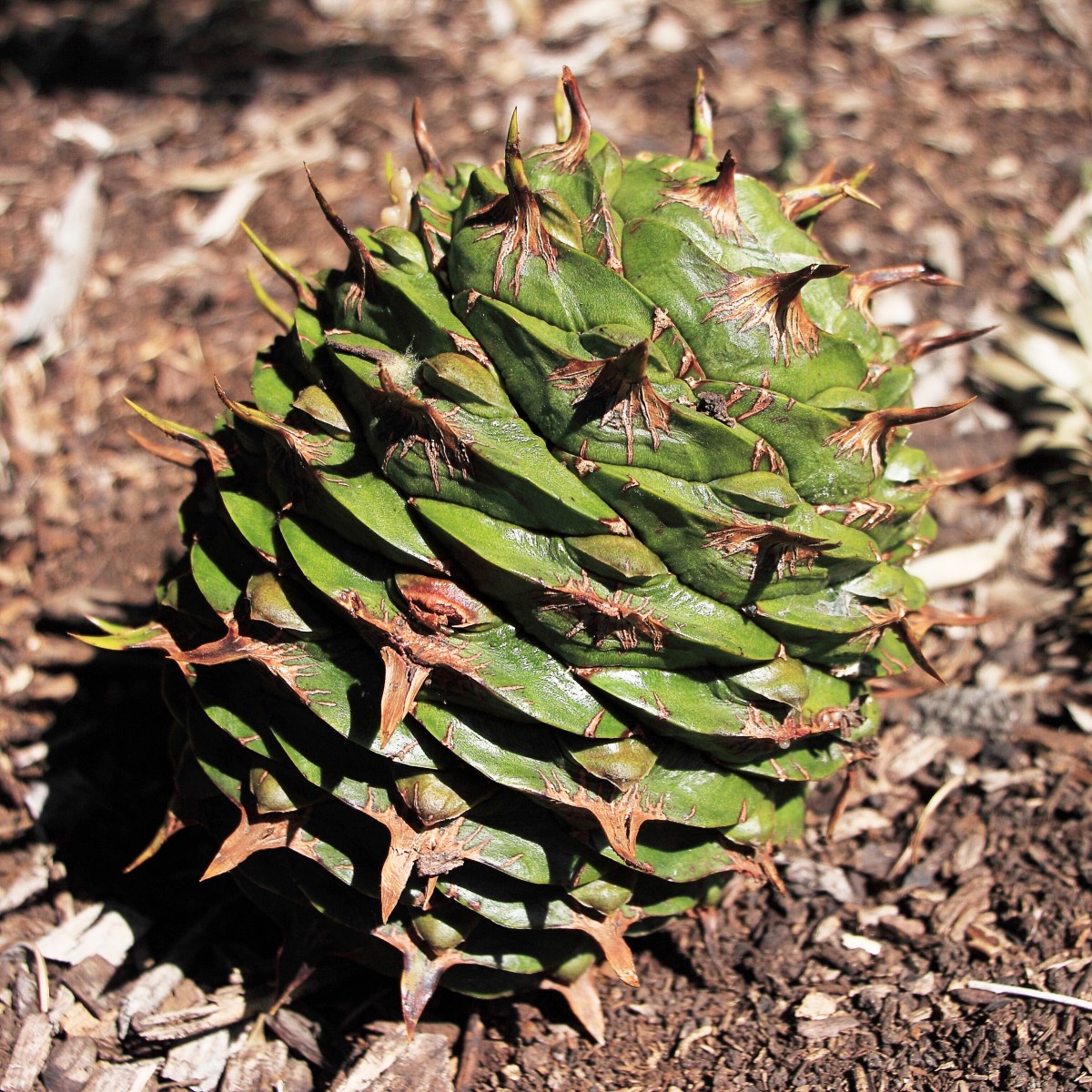 A bunya pine cone