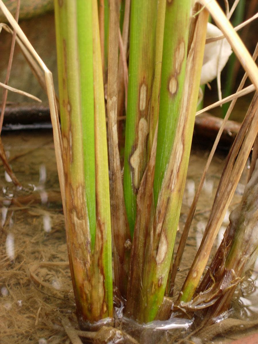 The Effect of Music on Plant Growth and Pests - HubPages