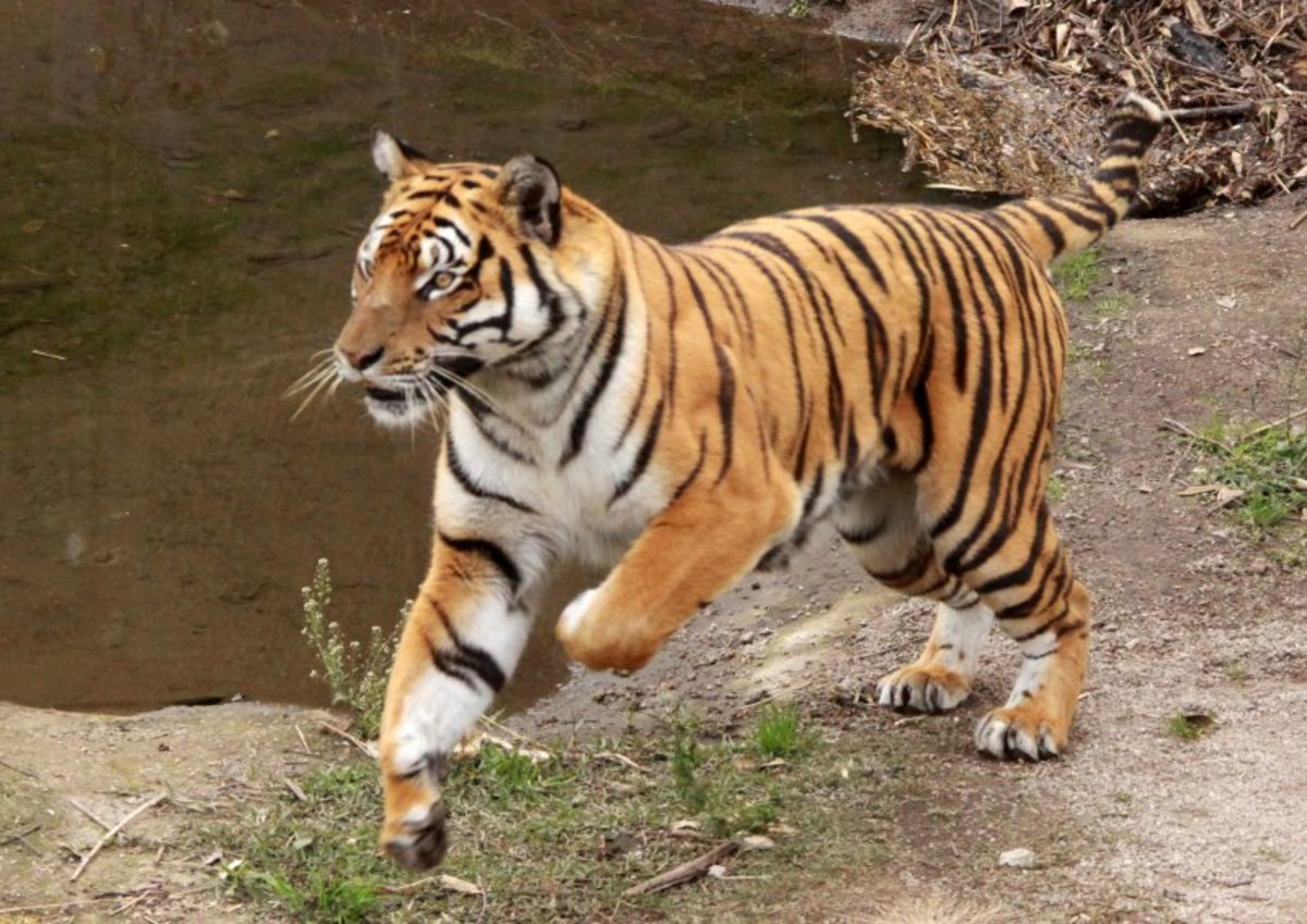 Bengal and Siberian Tiger Facts and Conservation Efforts - Owlcation