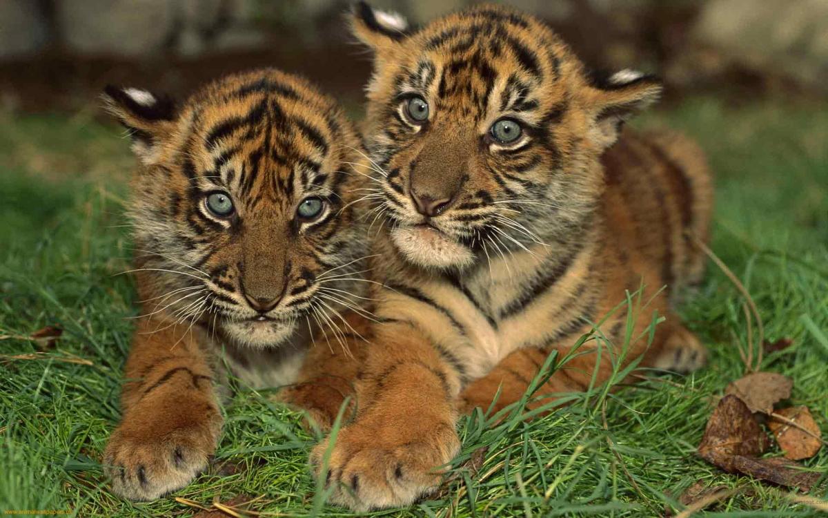 Bengal and Siberian Tiger Facts and Conservation Efforts - Owlcation