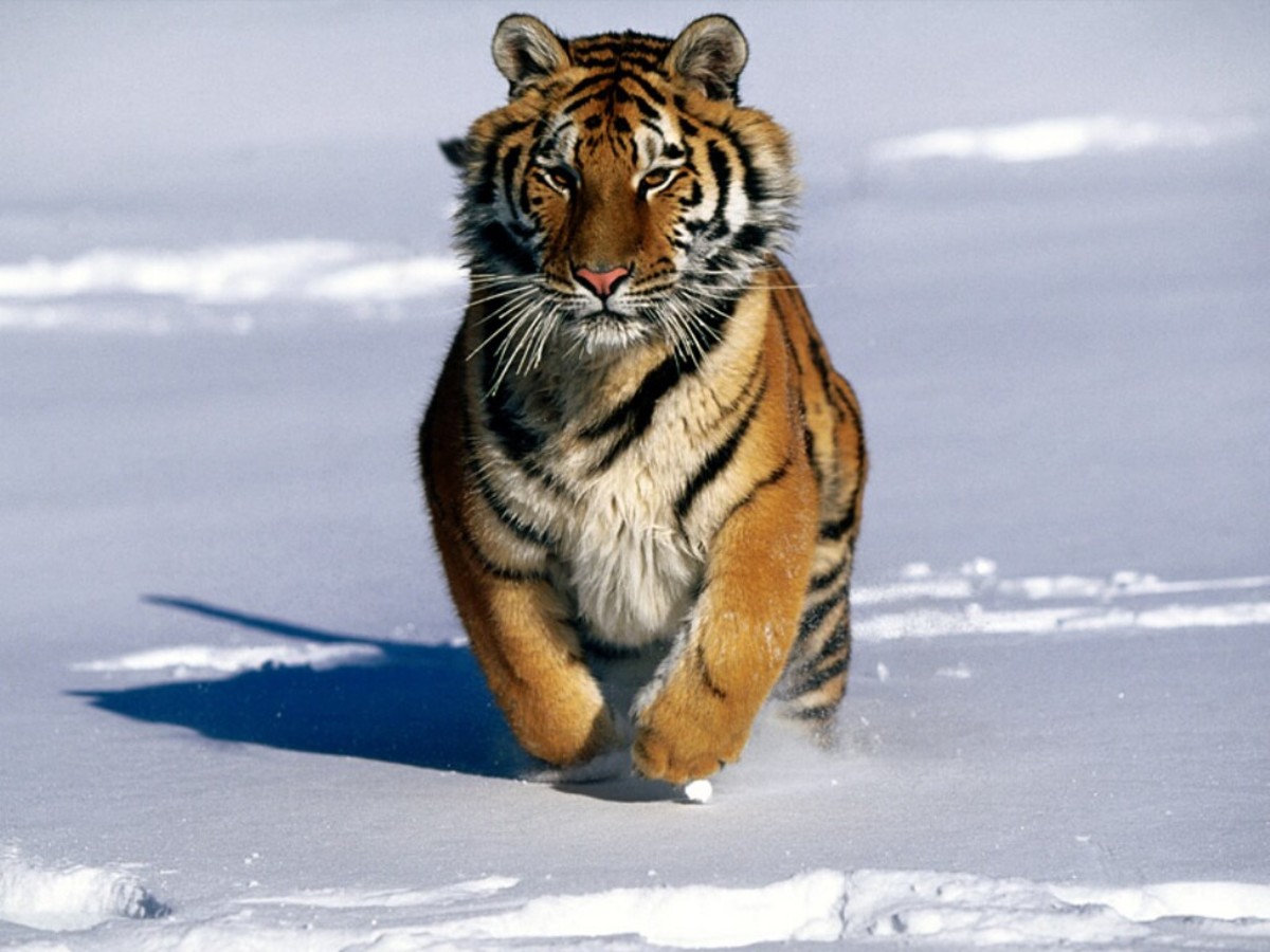 Siberian tiger running through snow.