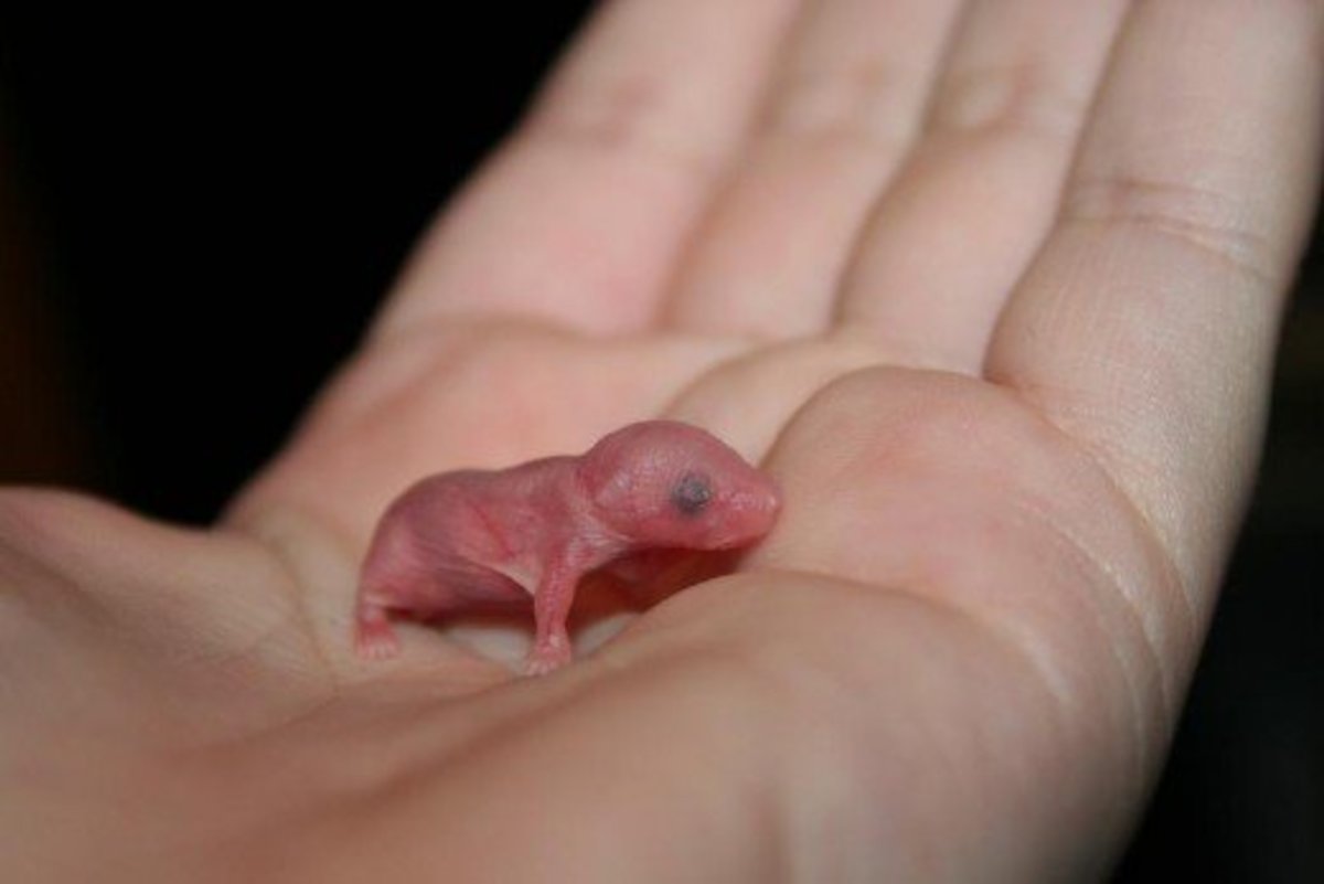 A one-day-old house mouse.  Mice breed all year round and can reproduce when they reach around fifty days old.  They normally mate at night and the average gestation period is 20 days.  The average litter contains 10–12 young, known as "pups."