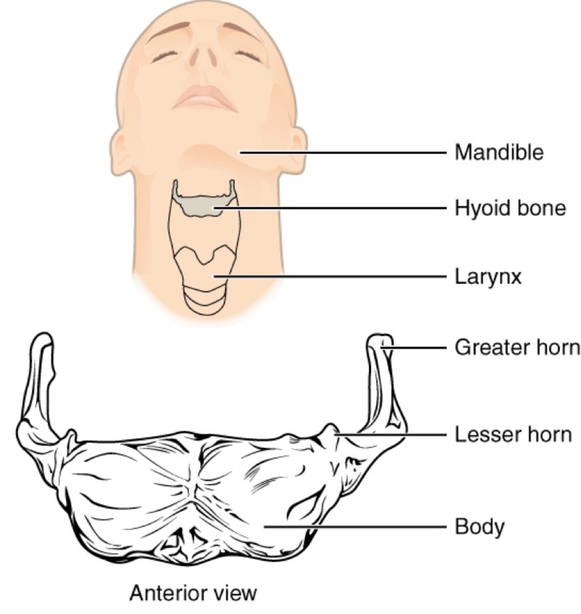 Подъязычная кость человека