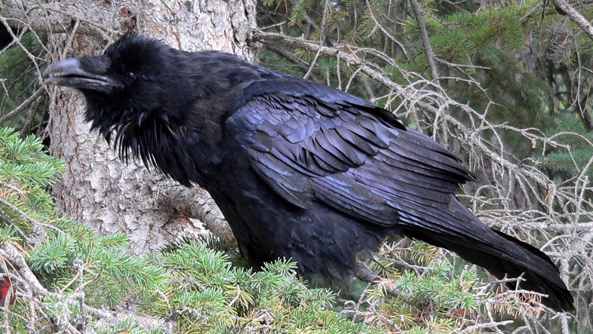 A common raven in Jasper National Park, Alberta