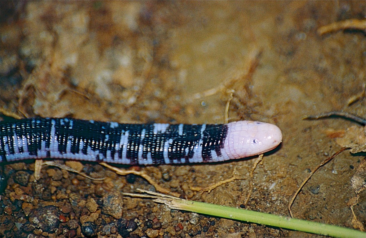 A black and white or speckled worm lizard