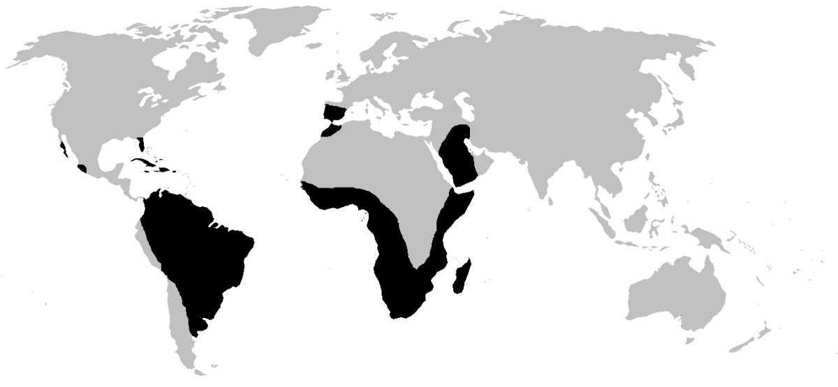 World distribution of amphisbaenians, the group of reptiles that includes mole lizards and worm lizards