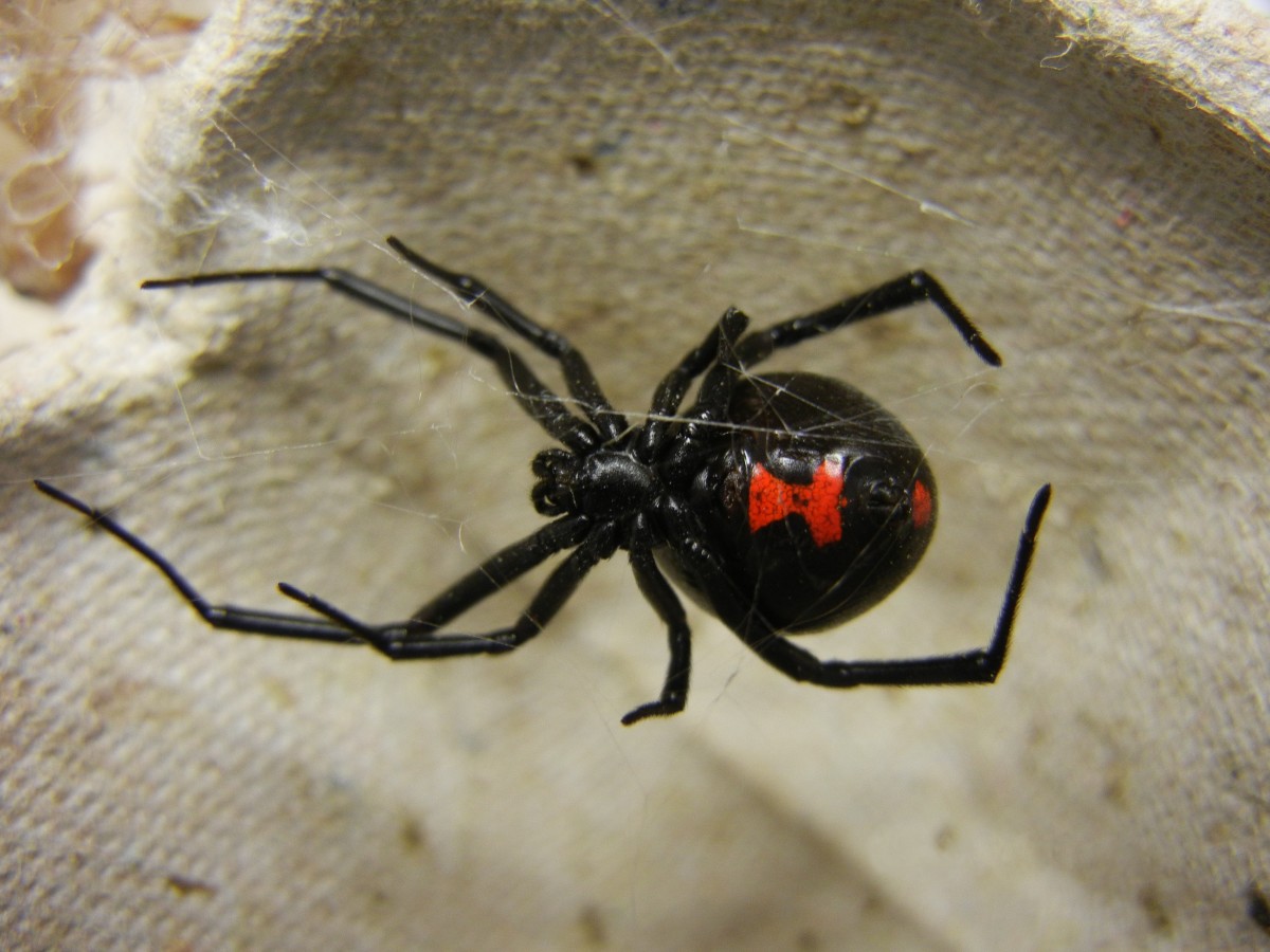 The distinctive red hourglass marking on the underside of a Southern Black Widow. Unlike the other spiders in this list, widows are highly venomous and can give a dangerous bite. Widows are usually 1.5 inches across.