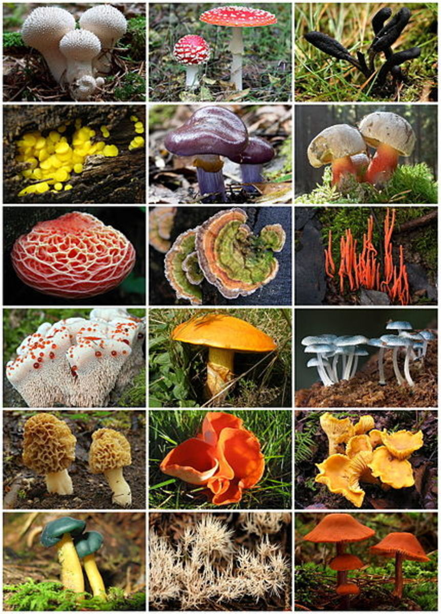 Fungi have evolved astonishing variety of forms.