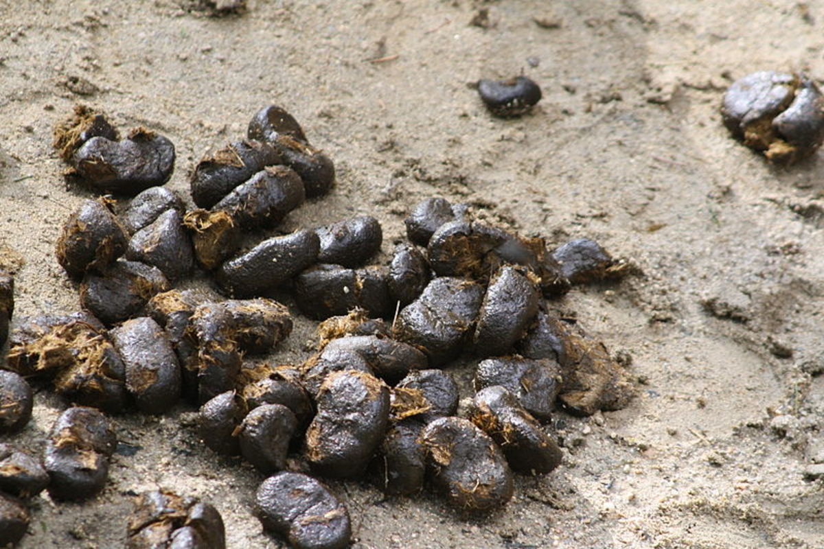 Food in one end and poop out the other. That's the way it works. Have you ever wondered what happens to all the poop that animals do? That's a good question for a biologist to ask! 