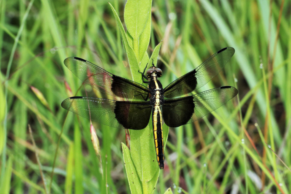 Interesting Facts And Information On the Dragonfly HubPages