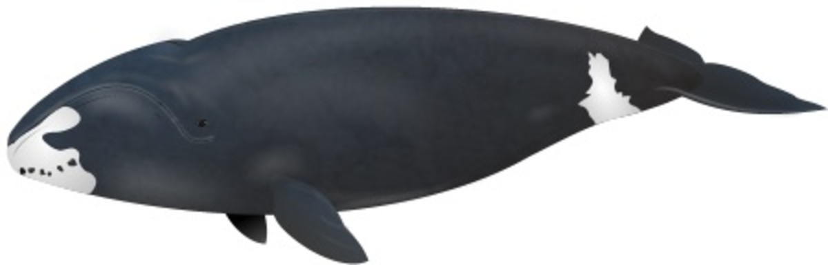 An illustration of a bowhead whale
