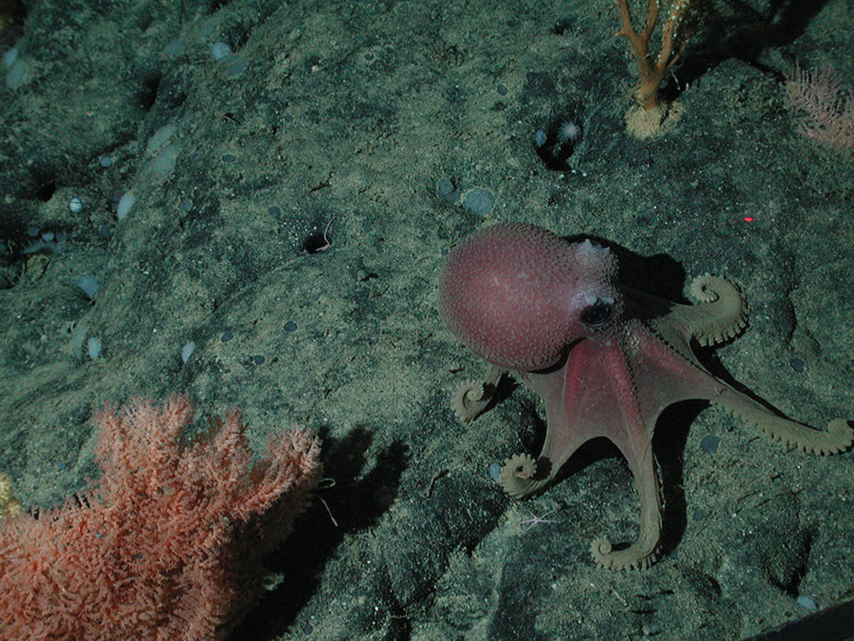 Deep Sea Octopus (Graneledone boreopacifica