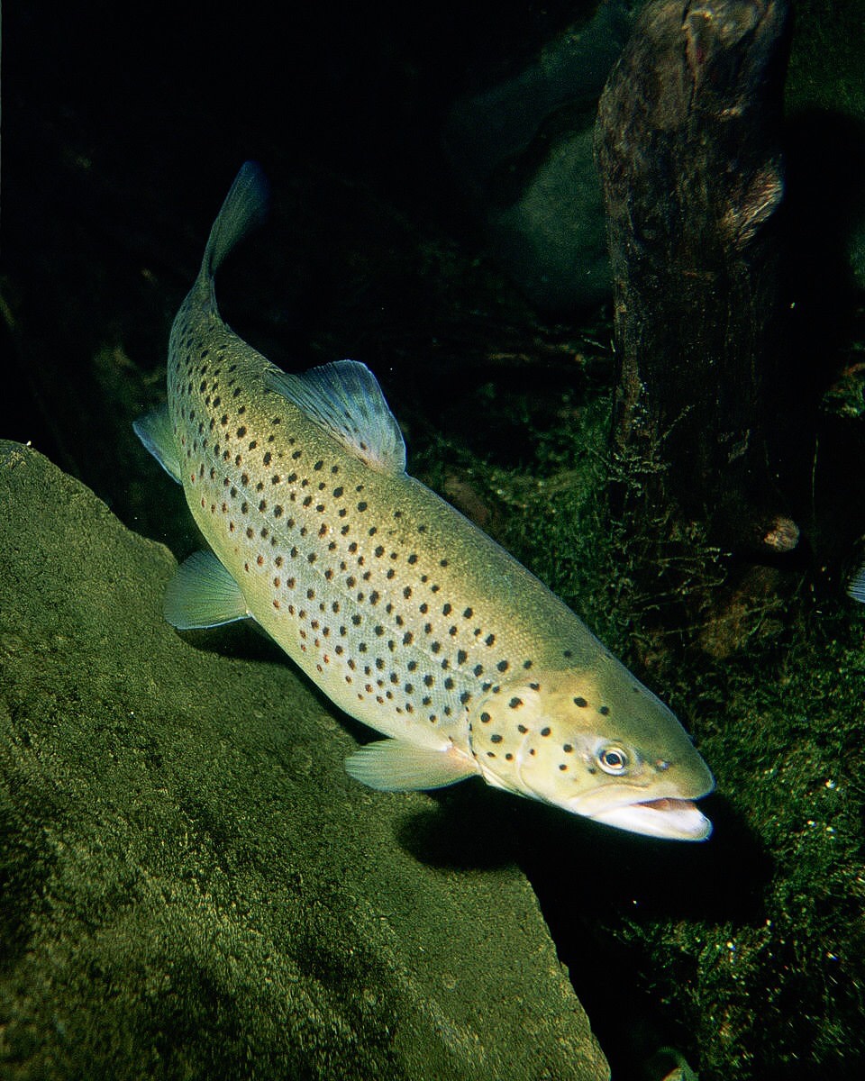 The brown trout is a member of the family Salmonidae. This family is affected by redmouth disease.