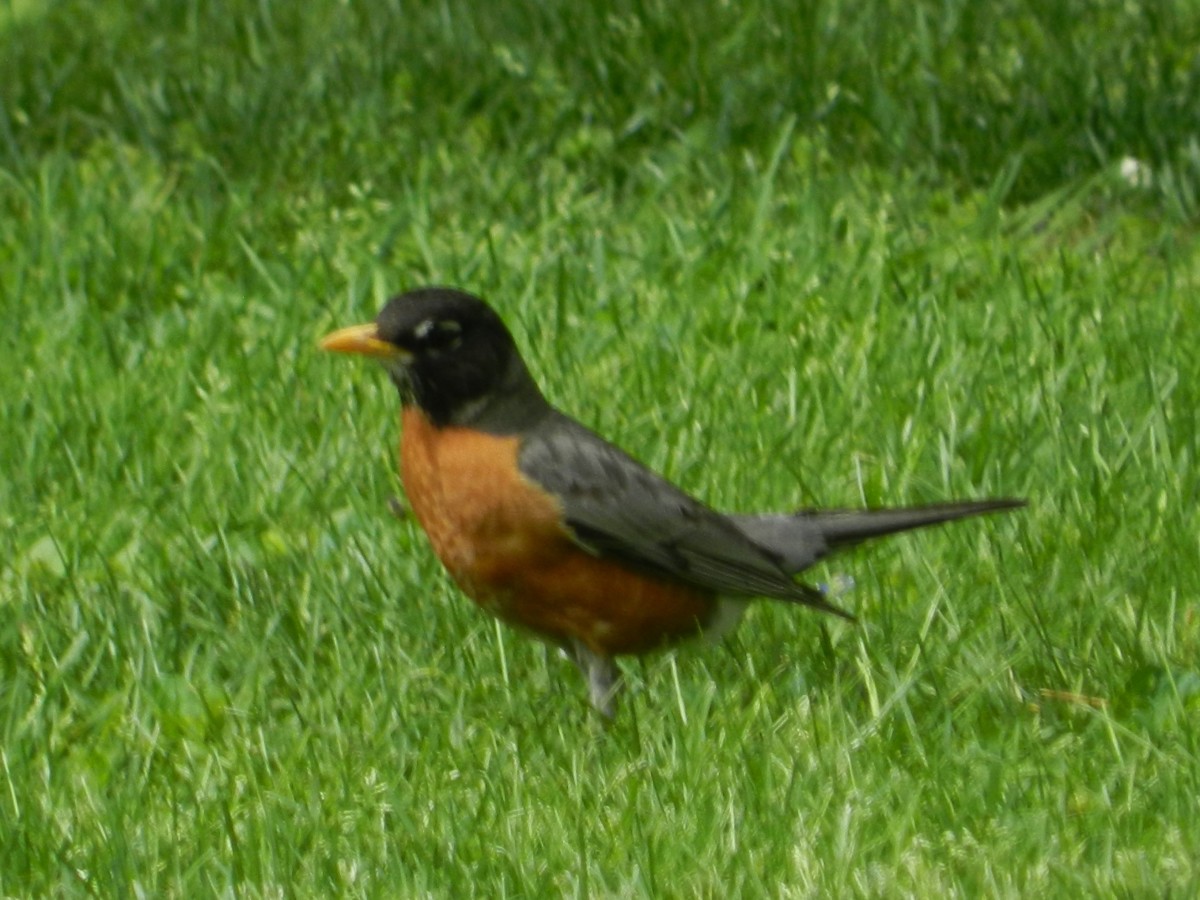The American robin is a migratory bird that is seen as a first sign of spring in many parts of North America.