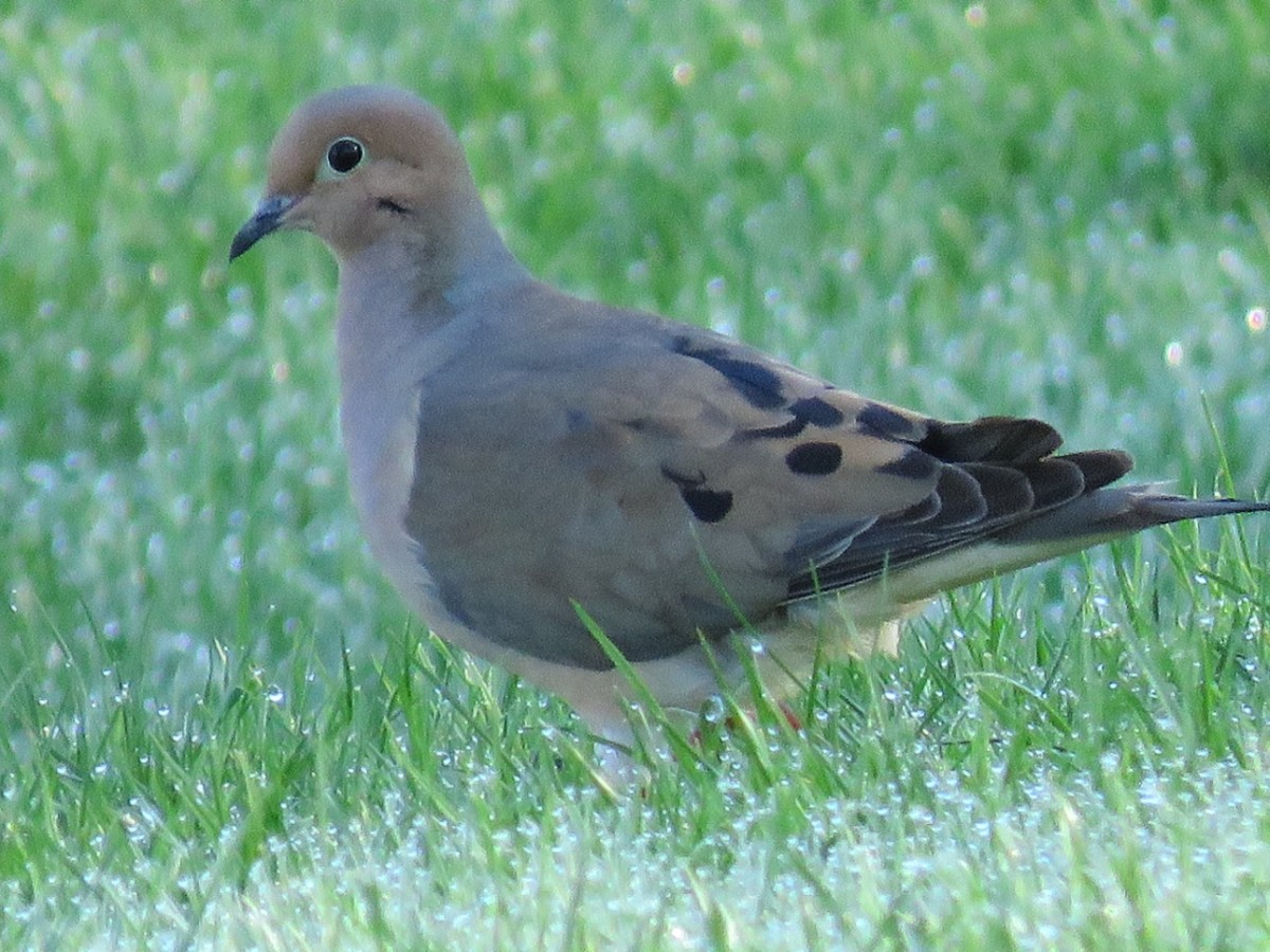 16 Common Songbirds Of Pennsylvania - Owlcation