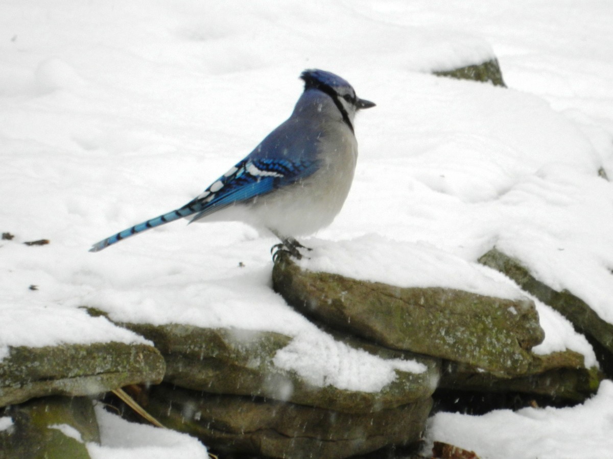Blue Jay in Snow