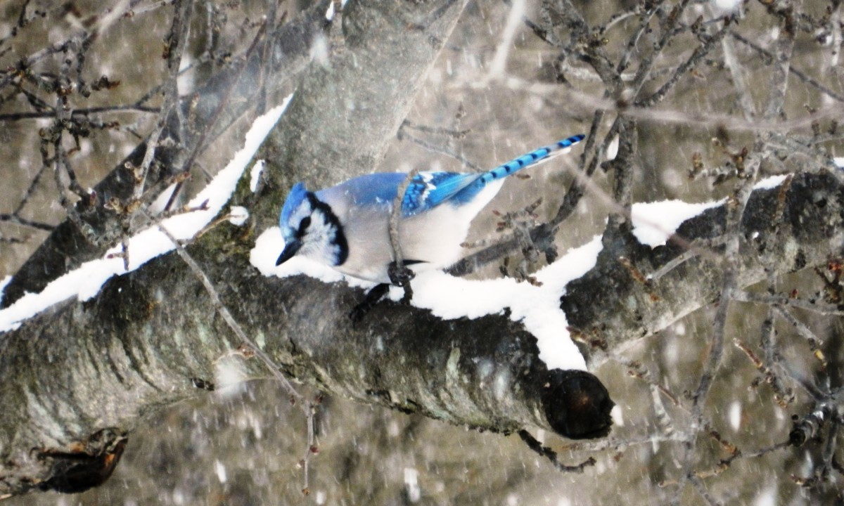 blue jay in winter
