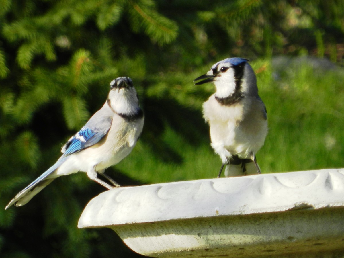 What's a Baby Blue Jay Called + 4 More Amazing Facts and Pictures! - AZ  Animals