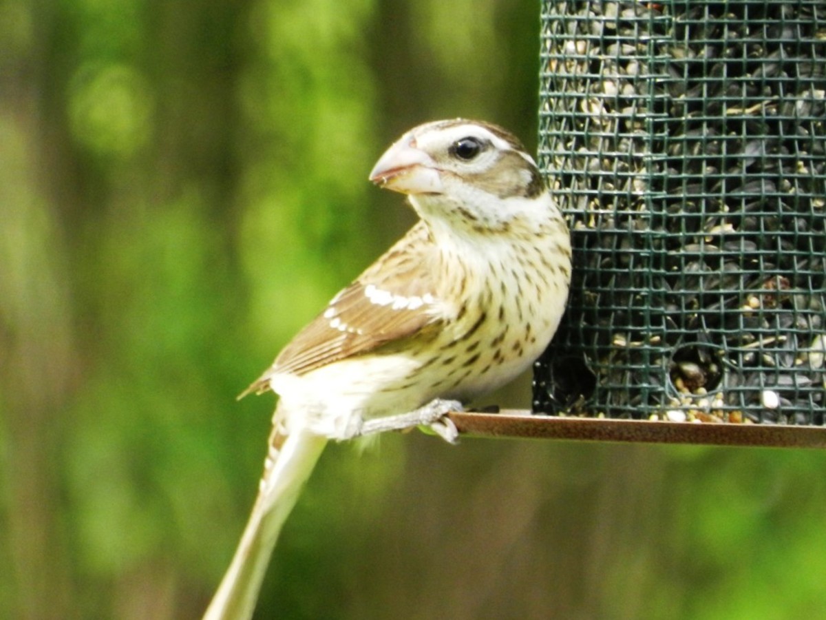 RoseBreasted Grosbeak Facts, Pictures, and Migration Owlcation
