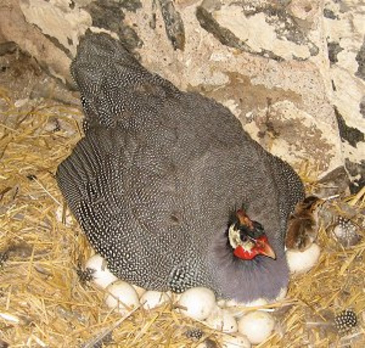 Guinea fowl on nest full of eggs.