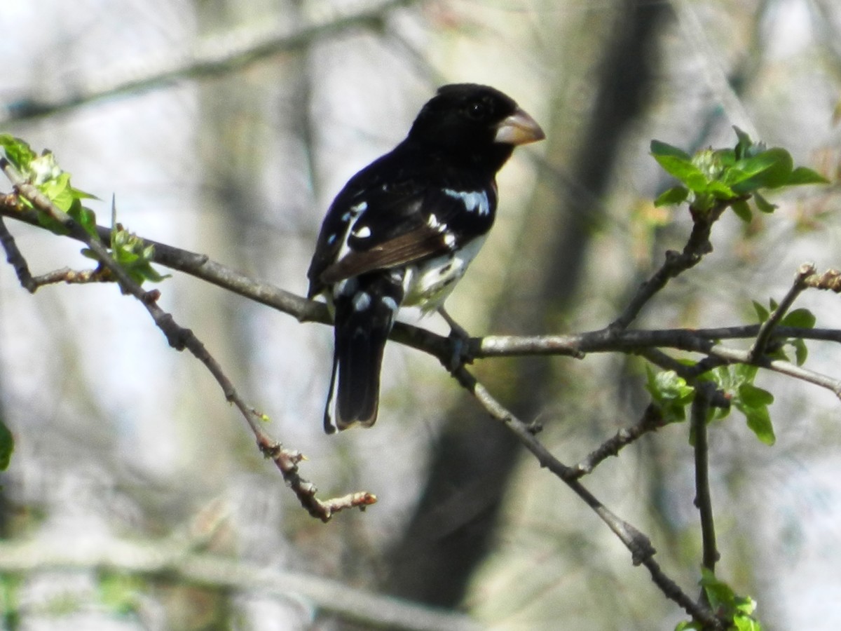 The rose-breasted grosbeak will fly south for the winter, and may migrate as far as South America.