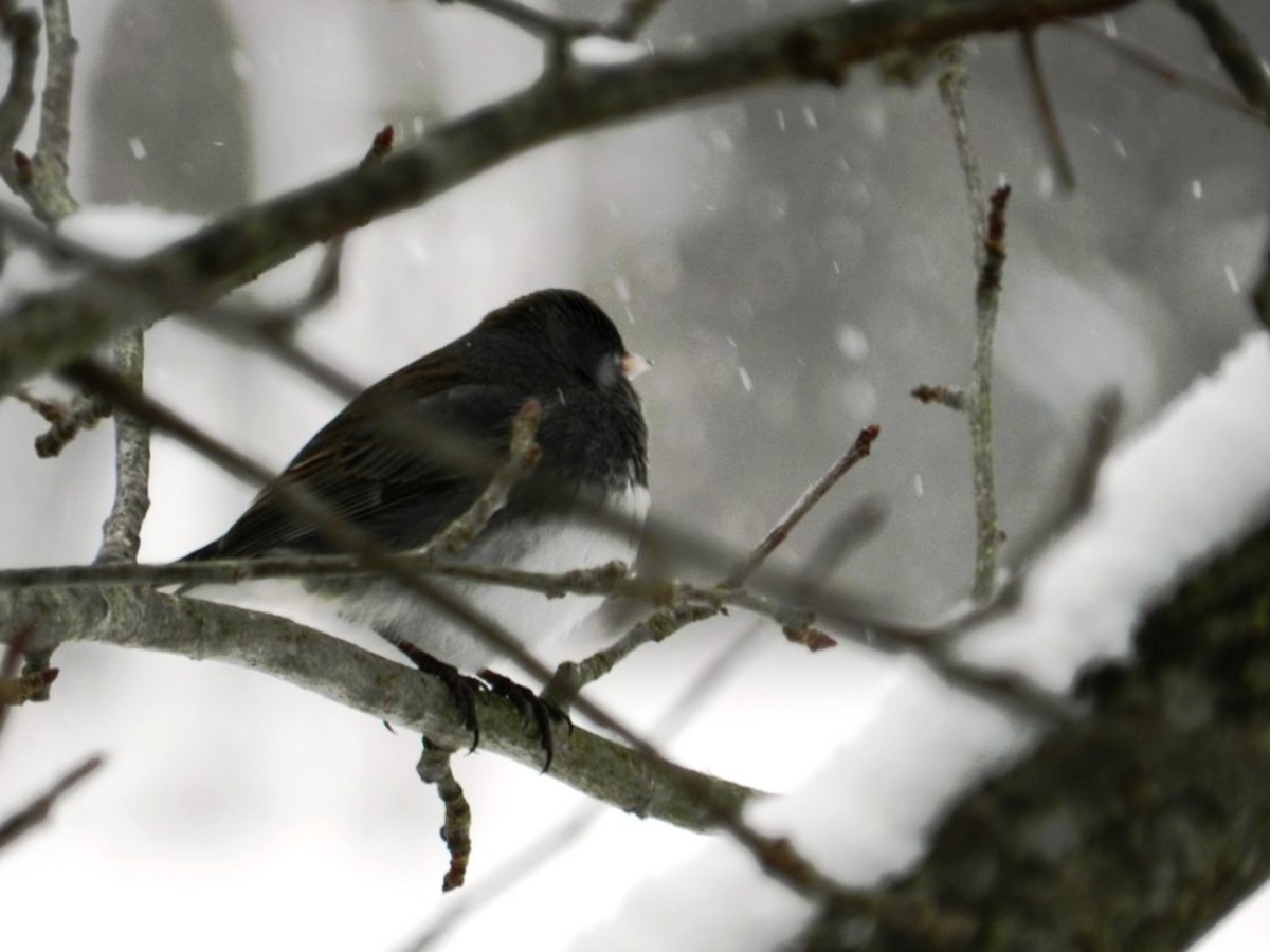 The dark-eyed junco spends its winters in the United States and migrates to Canada for the summer months.