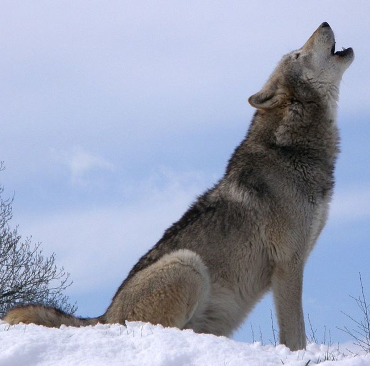 Rewilding would mean a return of the wolf throughout much of its original range.