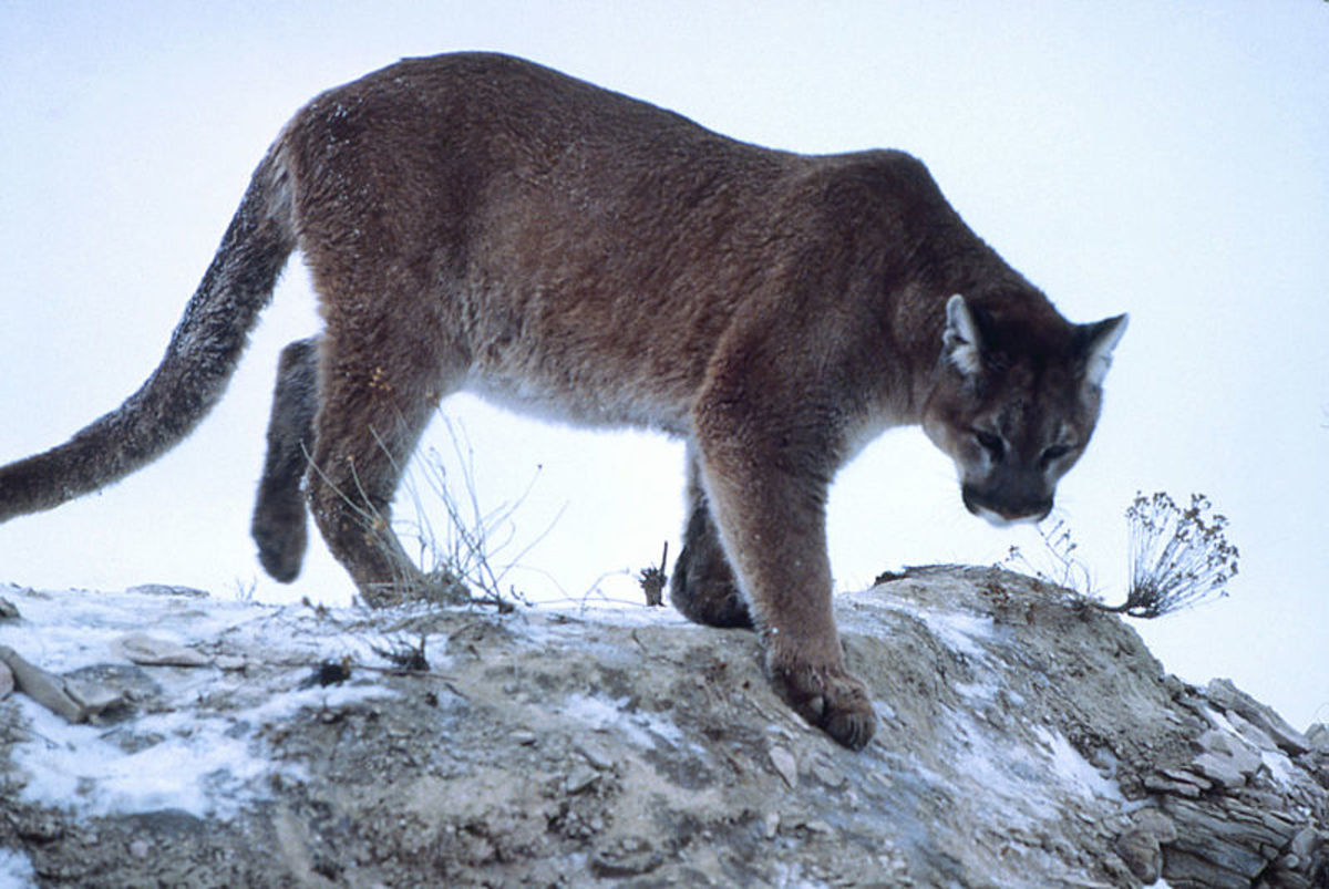 Should populations of cougars be reintroduced into their historic ranges in eastern North America?