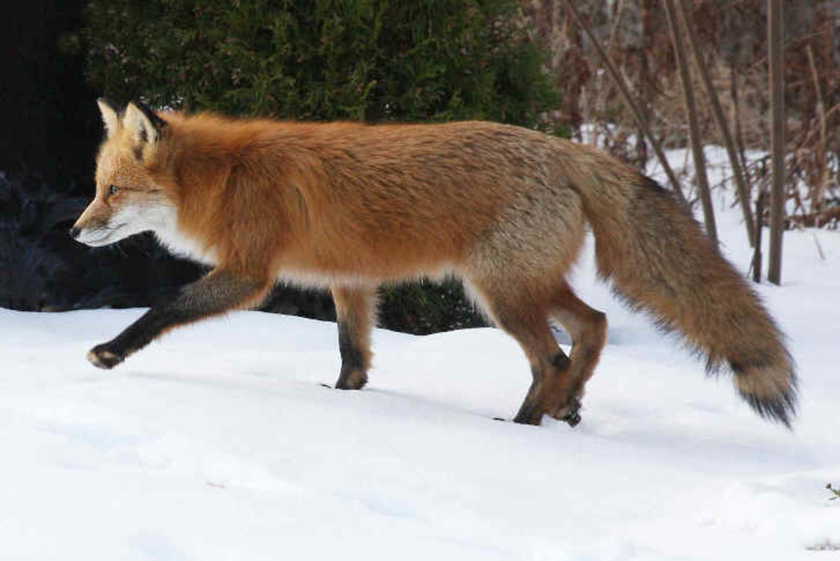 The fox has a major role in Japanese mythology.