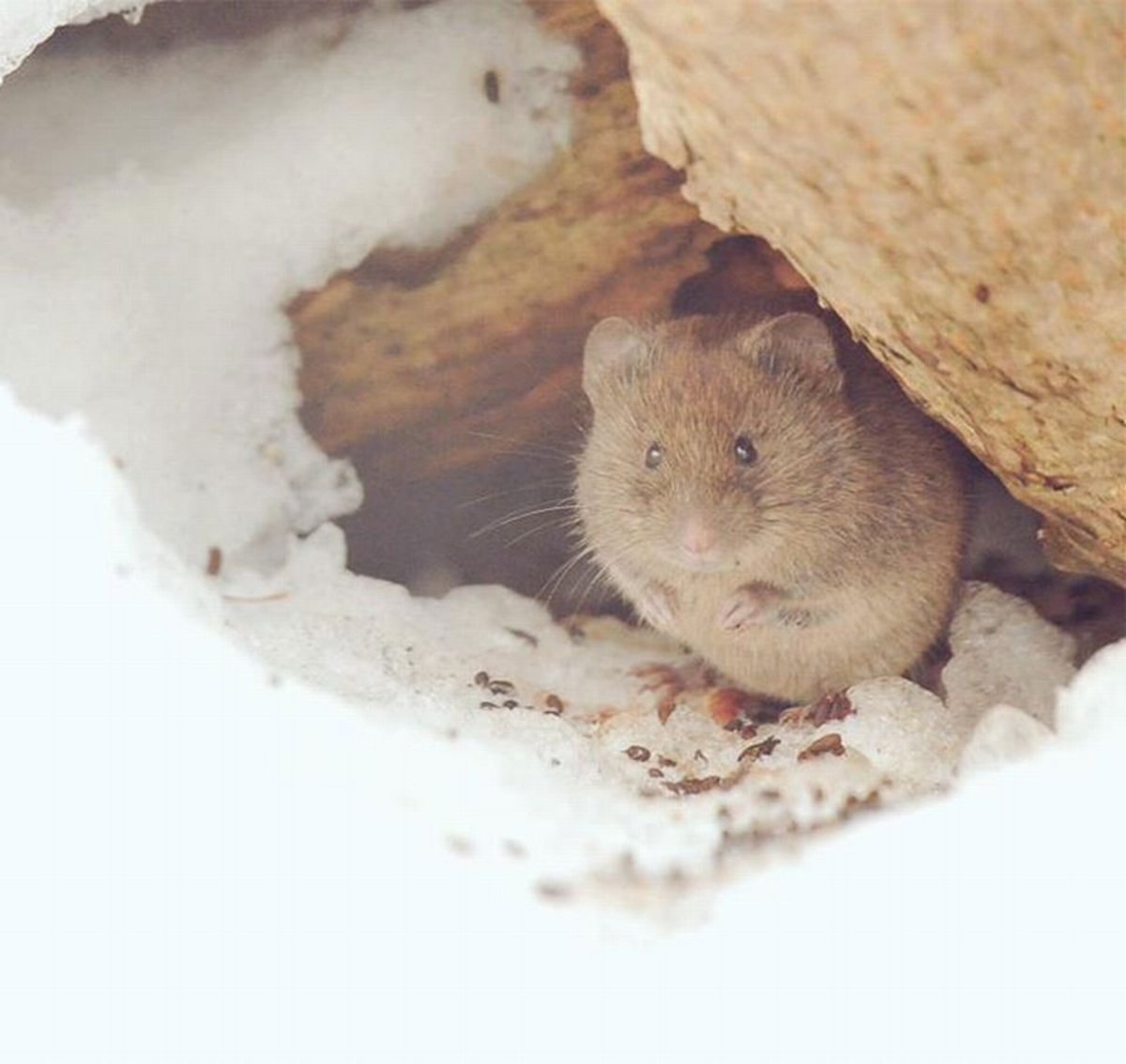 The pika are adept at burrowing through snow.