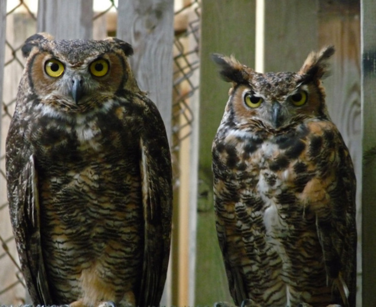 The Great Horned Owl A Magnificent Avian Apex Predator Owlcation