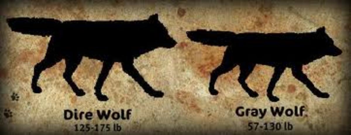 Dire Wolf to Grey Wolf Comparison: Fair comparison, but grey wolves can get bigger than the weight listed.