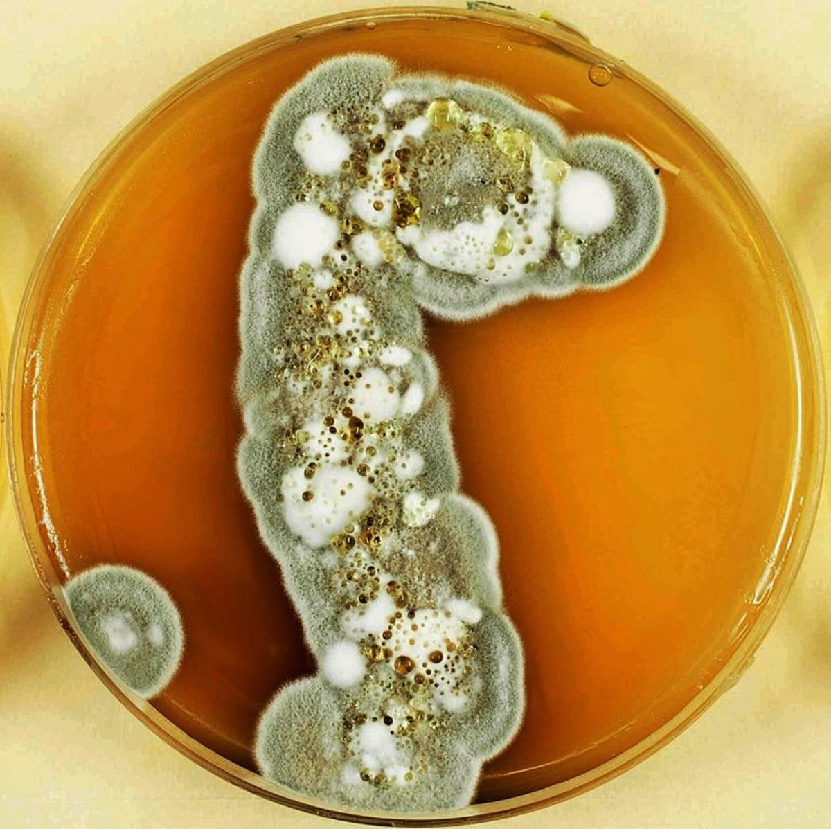 Pseudogymnoascus destructans culture in a Petri dish.  Photo by DB Rudabaugh, courtesy Wikimedia Commons.